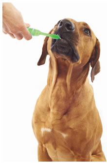 Dog having its teeth cleaned